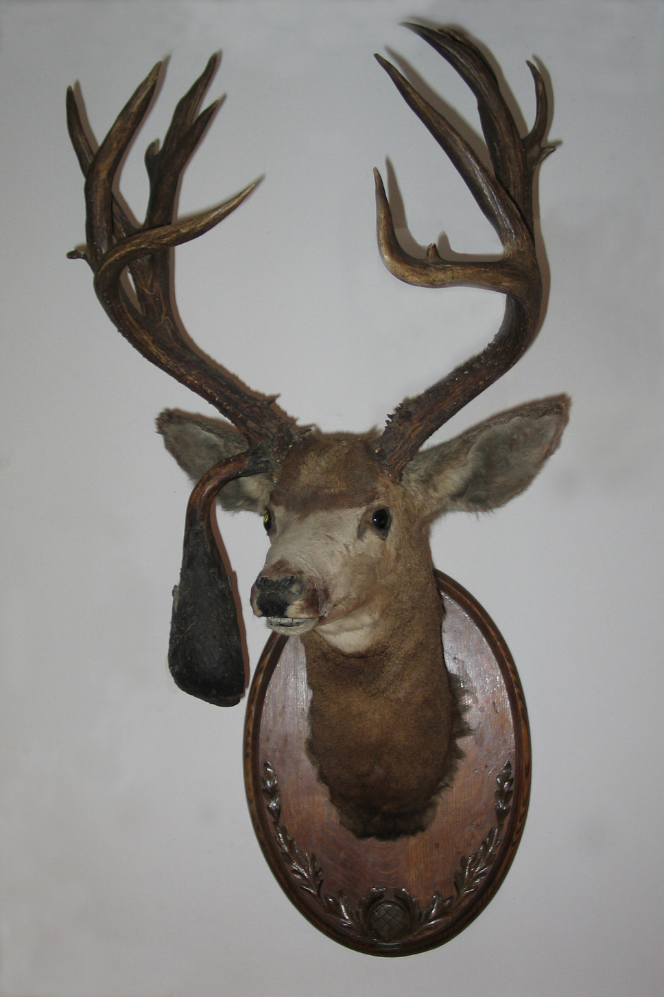 http://www.lakecountrymuseum.com/wp-content/uploads/2011/11/Deer-head-rotated_078_needs-PS1.jpg