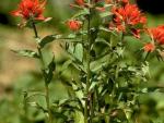 Common Red Indian Paintbrush; Photograph by Joan Burbridge.