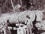 Load of logs.jpg