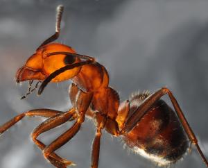 Thatch-mound Ant