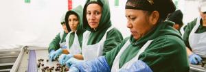 Hired Hands: Mexican migrant labourers in Lake Country Hired Hands: Mexican migrant labourers in Lake Country