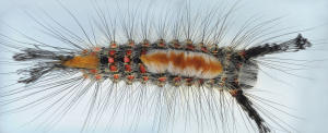 Larva of a Douglas-Fir Moth