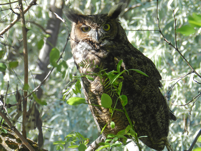 Great Horned Owl in Winter