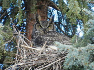Great Horned Owl with chicks