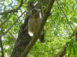 Great Horned Owl chicks in May or June