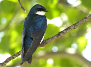 Male Tree swallow