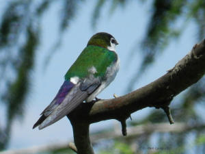 Violet green Swallow