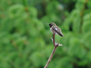 Black-chinned Hummingbird