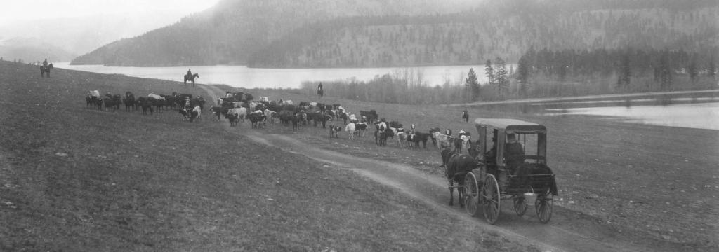 Cattle Drive east of Duck Lake