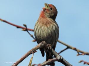 Male House Finch singing