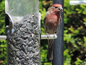 Male House Finch at feeder