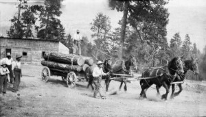 McCarthy's load of logs