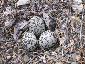 Killdeer eggs