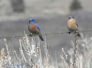 Western Bluebirds