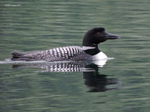 Male Common Loon