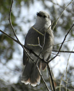 Gray Jay