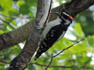 Hairy Woodpecker male, with insect