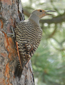 Northern Flicker, female or juvenile