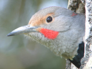 Male Northern Flicker