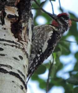 Red-naped Sapsucker