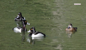Ring-necked Ducks