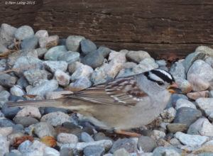 White-crowned Sparrow