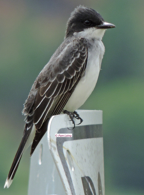 Eastern Kingbird adult