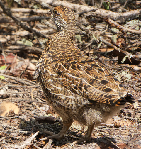 Spruce Grouse Chick