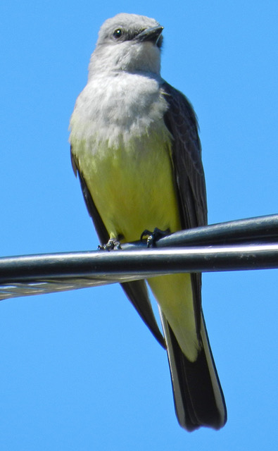 Western Kingbird adult
