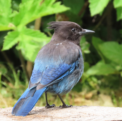 Which Bird might I see today? – WINTER – Steller’s Jay - Lake Country ...