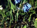 Long-flowered Mertensia; Photograph by Joan Burbridge.