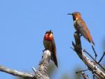 Rufous Hummingbirds.jpg